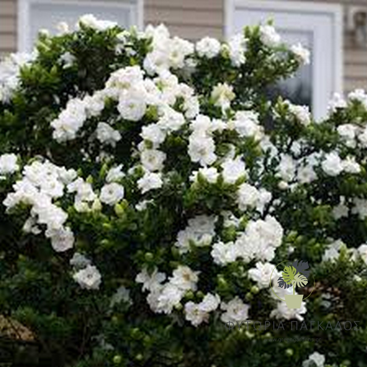 🌼 ΓΑΡΔΕΝΙΑ – Gardenia jasminoides - 2